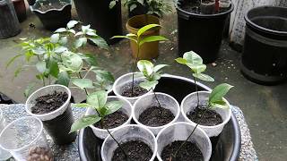 How to Germinate Seeds and Grow Soursop Trees Guyabano Guanabana Graviola Pawpaw [upl. by Cheshire951]