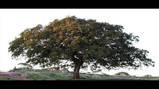 El sicómoro el árbol mencionado en la Biblia conocido como “El gran árbol del horizonte oriental” [upl. by Elleirbag]