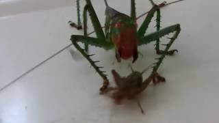 Crazy Katydid chases a cricket  real life pokemon [upl. by Ytissahc858]