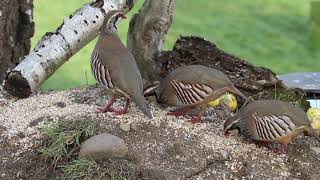 Red Legged Partridge [upl. by Burg263]