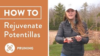 How To Prune Potentilla Step By Step Guide [upl. by Aynekat508]