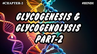 Chapter 2  Metabolism Of Carbohydrates Part9  Glycogenesis amp Glycogenolysis 2 [upl. by Anikes980]