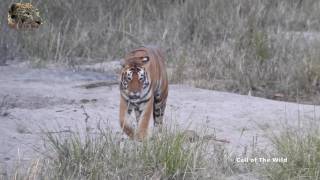 A Roaring Tiger  One of the most amazing sounds [upl. by Luapnaej]