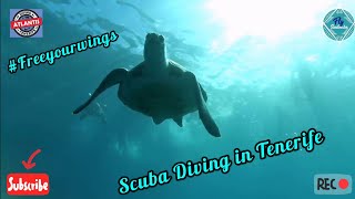 Scuba Diving at Diving Tenerife Atlantis 🤿 [upl. by Elvina]