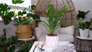 Boston Fern Nephrolepis Exaltata Care And Growing Guide [upl. by Leahcam]