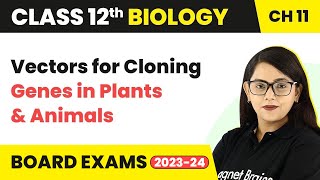 Vectors for Cloning Genes in Plants amp Animals  Class 12 Biology Chapter 11 NCERTNEET 202223 [upl. by Irap]