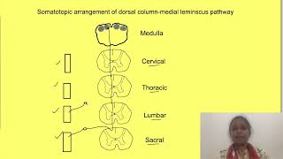 Ascending pathways spinal cord physiology  posterior spinothalamic tract  CNS physiology mbbs [upl. by Cornia]