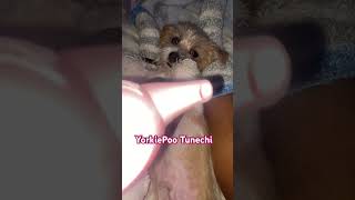 Yorkie poos are the best yorkiepoo viralshort [upl. by Uria270]