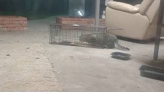 TNR  Trapping a wild feral cat 🐈 Crazy Freak Out  Part 1 [upl. by Rizika636]