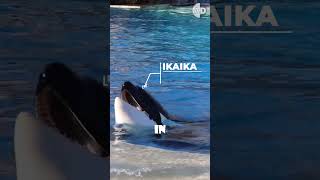 Kiskas Story The Tragic Tale of the Loneliest Killer Whale in Captivity animals orca captivity [upl. by Wallie]