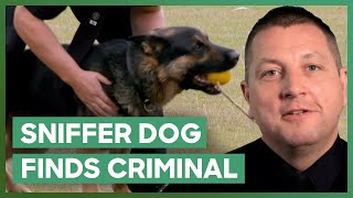 Sniffer Dog Finds “Sleeping” Criminal  Dog Detectives [upl. by Nerraf529]