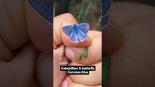 Common Blue Butterfly  Polyommatus icarus [upl. by Auqinaj]