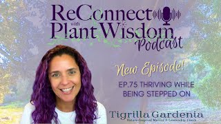 Ep75 Thriving While Being Stepped On  ReConnect with Plant Wisdom podcast [upl. by Nickles]