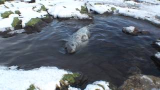 Grey seal pup learning to swim [upl. by Sioled525]