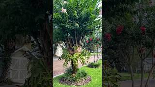 Beautiful Staghorn Ferns in the Landscape 🌿 gardeninspiration staghornfern youtubeshorts [upl. by Rutan]