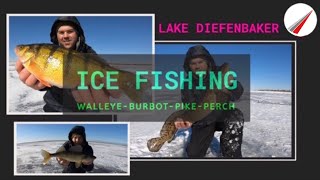 Lake Diefenbaker Multi  Species Ice Fishing [upl. by Anaz471]