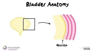 Anatomy for Bladder Cancer Treatment  Dr Grew of Trinity Health Of New England explains [upl. by Etti]