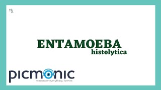 Entamoeba histolytica life cycle  morphology  Laboratory diagnosis  Picmonic QUIZ [upl. by Drofnas]