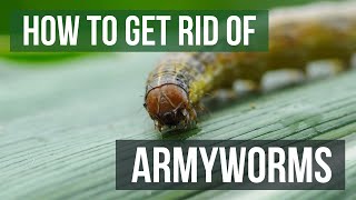 How to Get Rid of Armyworms 4 Easy Steps [upl. by Darn]