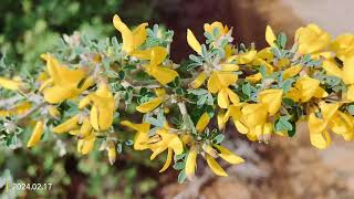 Scotch broomCytisus scoparius [upl. by Anovad371]