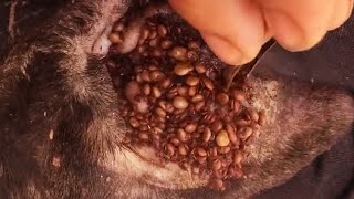 How to remove ticks form dog  Tick removal from dog 18 [upl. by Ayatal441]