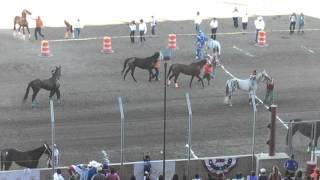 All Nations Indian Horse Relay Championship 2015 Billings Montana [upl. by Eudosia]