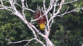 Olive Oropendola call display Sacha Lodge Ecuador [upl. by Peednama]