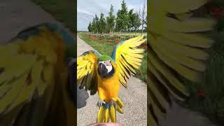 Free flight macaw landing slow motion smart parrot macaw [upl. by Eboh]