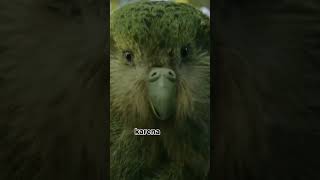 kakapokakapo shorts youtubeshorts viral trending education animalfacts animal animalkingdom [upl. by Hatfield241]