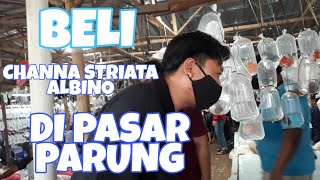 BELI CHANNA STRIATA ALBINO DI PASAR IKAN HIAS PARUNG [upl. by Melantha]