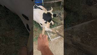 intramuscular injection animalcowdairy animals animalsanimals youtubeshorts viralvideo [upl. by Richardo]