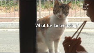 Stray Cat Thinks The Pizzeria Is Her House  Kritter Klub [upl. by Aicittel]