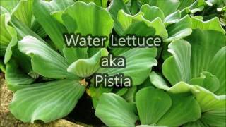 Water Lettuce Care amp Info Pistia [upl. by Stringer766]