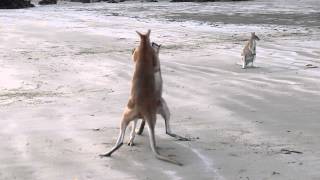 Wallaby Fight on the beach of Cape Hillsborough [upl. by Ettenuahs]