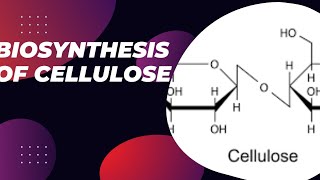 Biosynthesis of cellulose cellulose synthesis cellulose synthesis in cell membrane [upl. by Barbuto874]