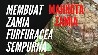 CARA PERBANYAK ZAMIA FURFURACEA PROGRAM POTONG BONGGOL ZAMIA zamia zamiafurfuracea EXOTICPLANT [upl. by Nnairrehs]