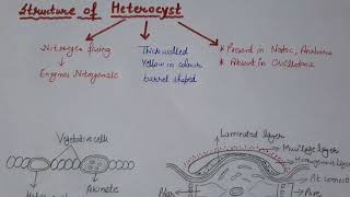 HeterocystStructure of HeterocystFunctionsFeaturesCyanobacteriaBlue Green Algae [upl. by Edya232]