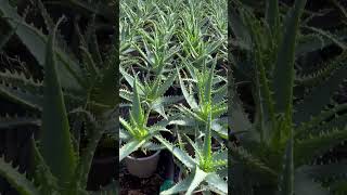 Aloe Arborescens aloe greenhouse hobby plants shorts shortsvideo happy [upl. by Ojyram]