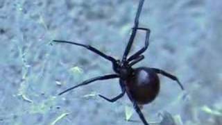 Black Widow Spider Close up [upl. by Htebasile]