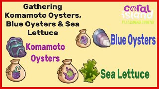 Komamoto Oystrer Blue Oyster amp Sea lettuce Where to find CORAL ISLANS [upl. by Amberly]