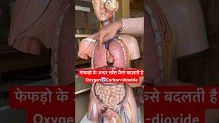 फेफड़ो के अन्दर साँस कैसे बदलती है  Oxygen to Carbondioxide  Respiratory System viral shorts [upl. by Creigh]