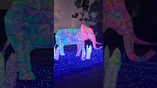 Zoo Lights [upl. by Quiteris]