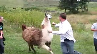 Man attacked by LLAMA  AMAZING [upl. by Suoivatnom]