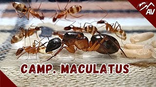 The first Exotic Ants to get Camponotus Maculatus [upl. by Nylitak]