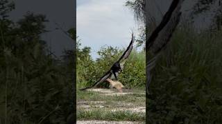 Black hawk eagle change able fly down on the ground to hunte bird amazing eagle food foryou [upl. by Kyre911]