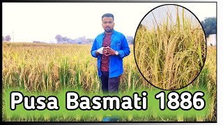 Pusa Basmati 1886  पूसा बासमती 1886 🌾 [upl. by Onek]