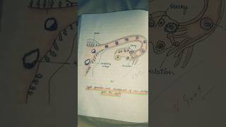 How to Draw the Diagram of Zygote formation and development of an embryo from the Zygote shorts🔥🔥 [upl. by Sitruk]