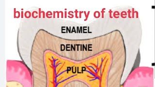 biochemistry of teethrole of saliva on teethproteins of enamel [upl. by Tildi]