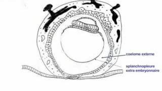 1ère 2éme et 3éme semaine du développement embryonnaire humain YouTube [upl. by Oicanata639]