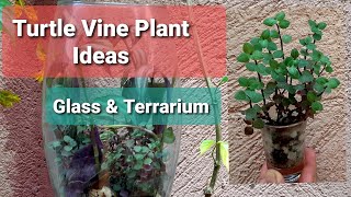 Turtle Vine Callisia Repens Plant Ideas  Terrarium Glass  Decoration [upl. by Ano]